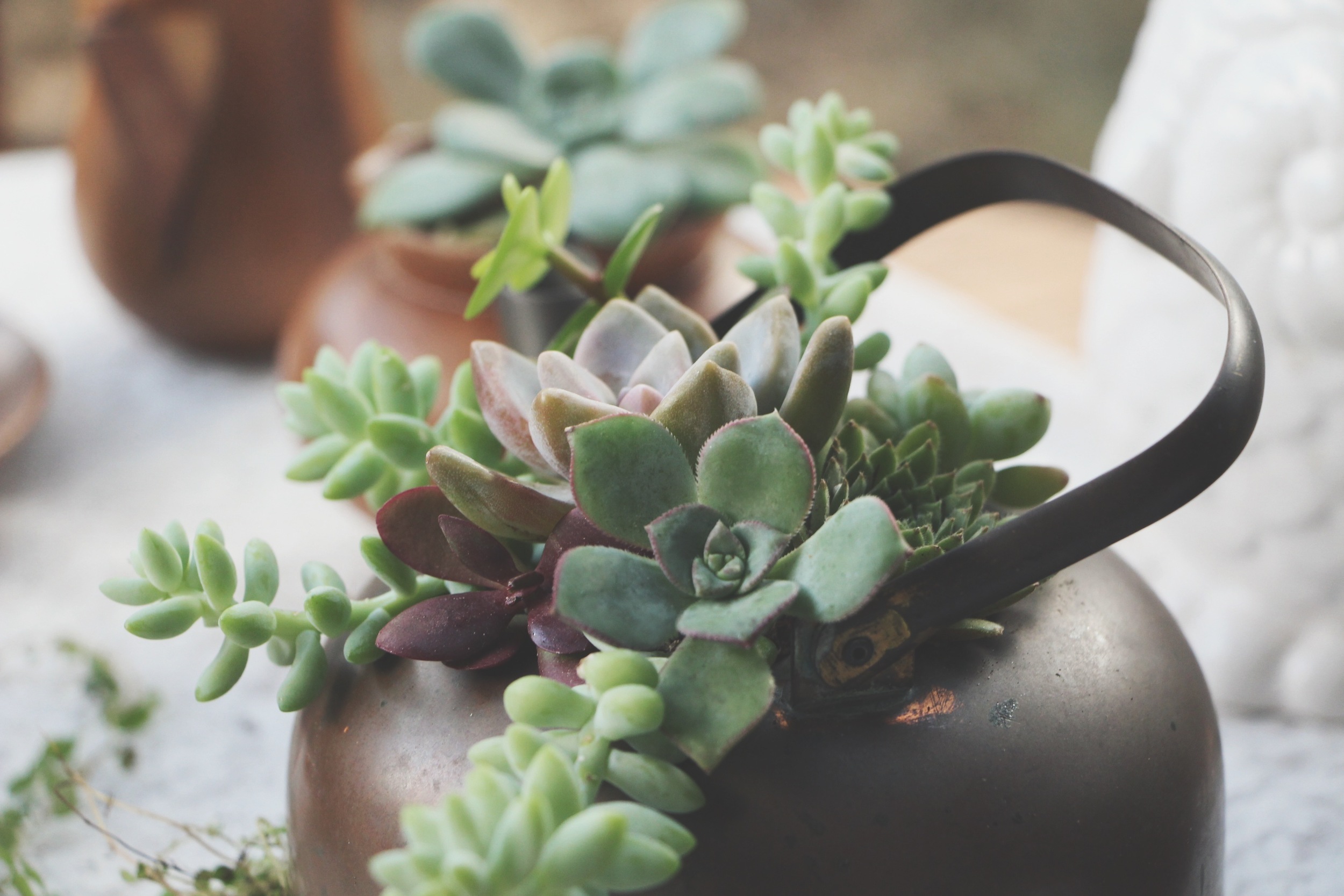 A Succulent Tea Party via Needles + Leaves :: we styled this photo shoot with succulents in a teapot, teacups, mason jars, a bell jar, and terra cotta pots. :: flowers, roses, daisies, babies breath::&nbsp;vintage inspired owl, reused, repurposed, s…